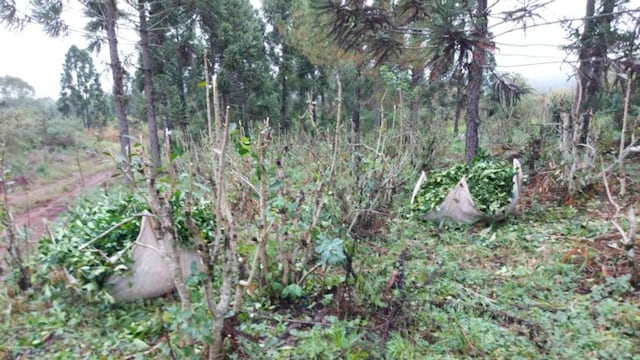 yerba mate recuperada