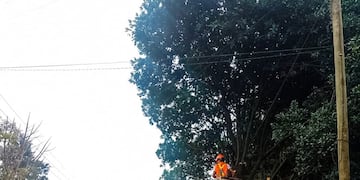 Eldorado realizó más de 130 intervenciones en el arbolado urbano durante octubre.