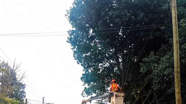 Eldorado realizó más de 130 intervenciones en el arbolado urbano durante octubre.