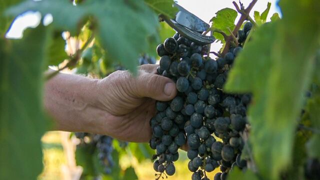 Créditos para productores