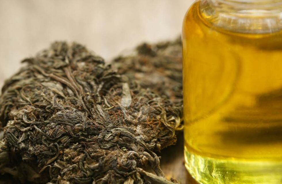 El planteo de la Iglesia de Córdoba: ¿Cannabis medicinal o legitimación encubierta?