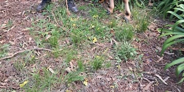 Frustraron el robo de un ternero durante un patrullaje rural en Campo Ramón.