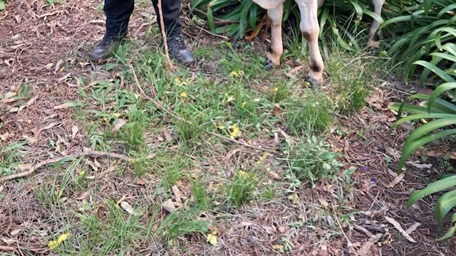 Frustraron el robo de un ternero durante un patrullaje rural en Campo Ramón.