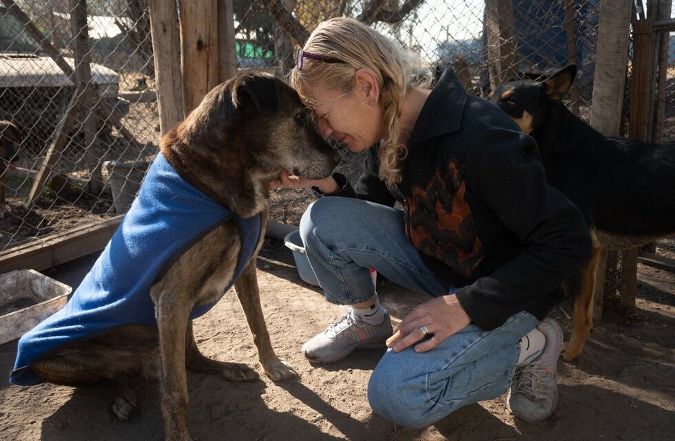 Un refugio para perros callejeros necesita manos para poder seguir ayudando