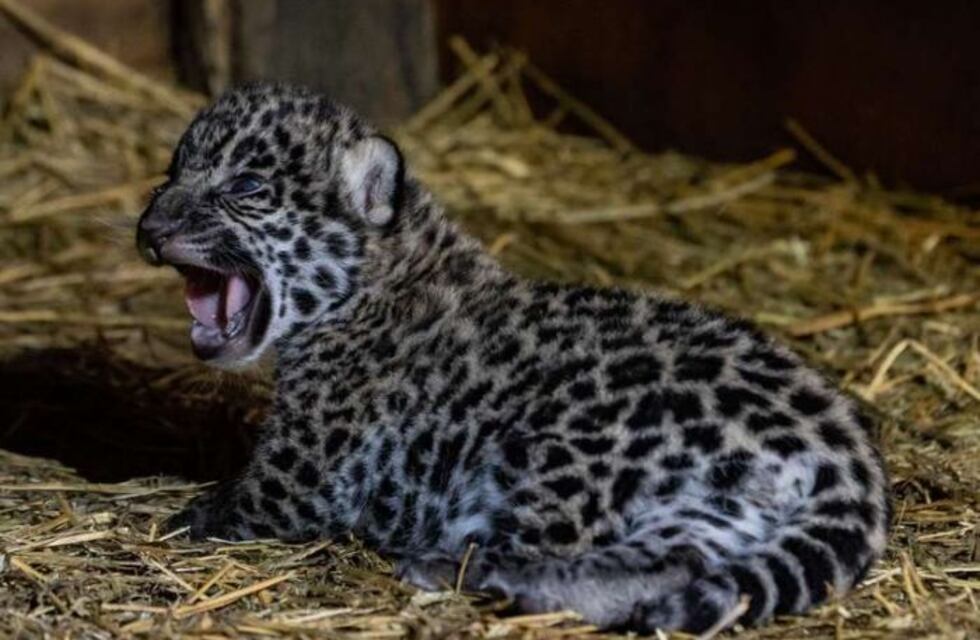 Nacieron los dos primeros yaguaretés libres en el Parque Iberá luego de 70 años de extinción