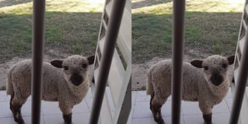 Buscan al carnero Antonio en Anisacate.