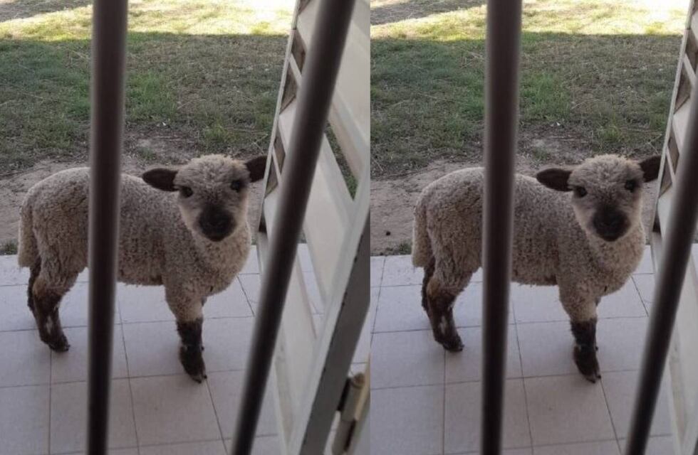 Desapareció Antonio en Anisacate y su familia teme que se lo hayan robado para comerlo