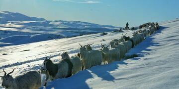 Un hombre abrió un camino entre la nieve de 70 km para que sus chivas puedan alimentarse