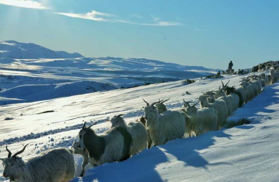 Un hombre abrió un camino entre la nieve de 70 km para que sus chivas puedan alimentarse