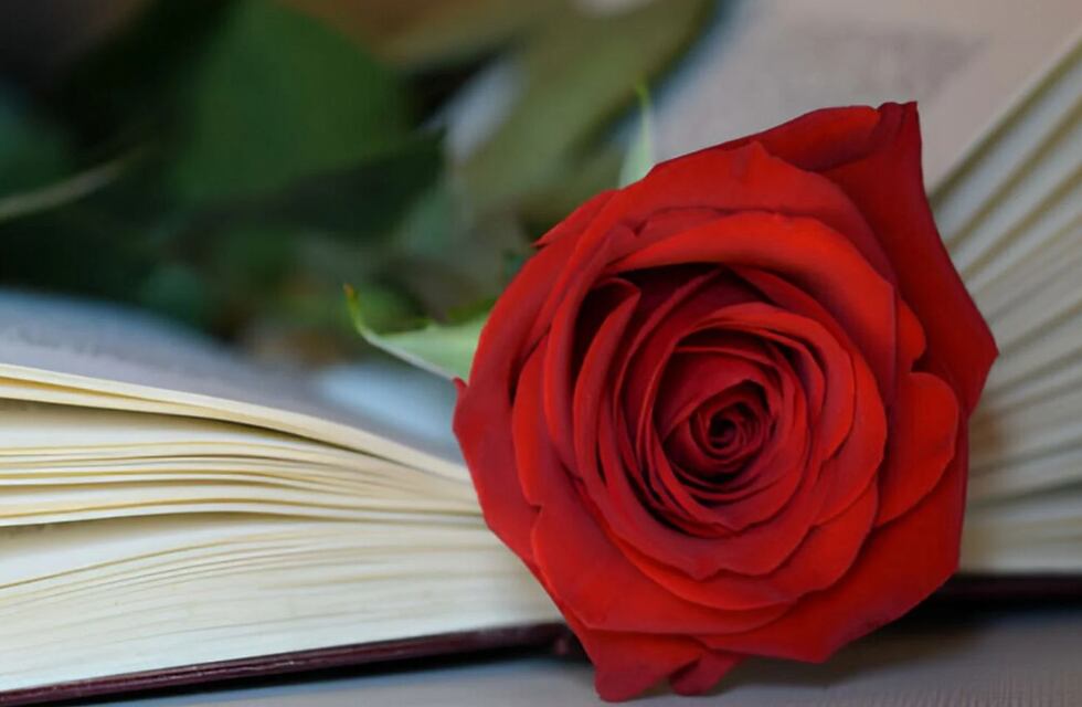 Día del Libro: por qué cada 23 de abril se regala un libro y una rosa