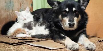 Día internacional del animal sin hogar: los 5 videos más tiernos de mascotas que son adoptadas.