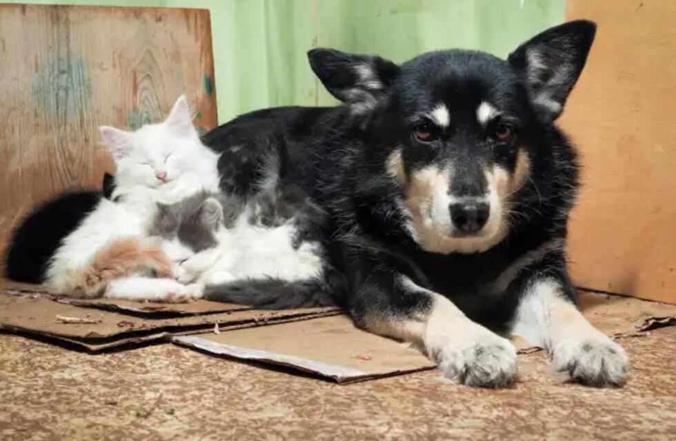 Día internacional del animal sin hogar: los 5 videos más tiernos de mascotas que son adoptadas