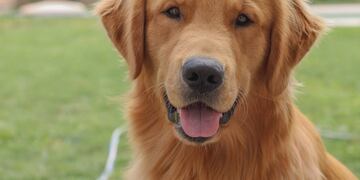 La original y desesperada forma en que una mendocina busca alquiler donde acepten a su perro.