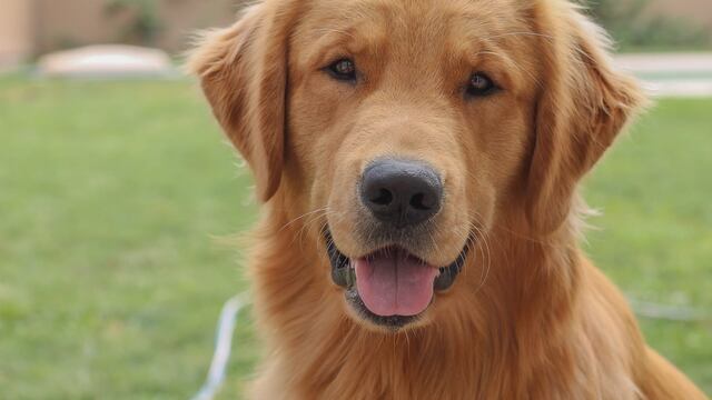 La original y desesperada forma en que una mendocina busca alquiler donde acepten a su perro.