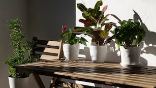 Cuál es la planta que florece en invierno y es ideal para tener en el balcón