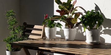 Cuál es la planta que florece en invierno y es ideal para tener en el balcón