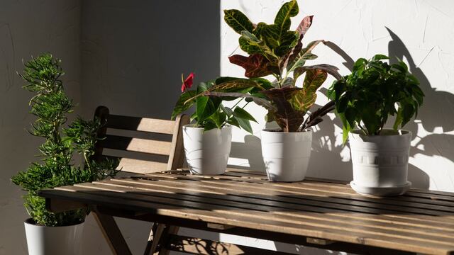 Cuál es la planta que florece en invierno y es ideal para tener en el balcón