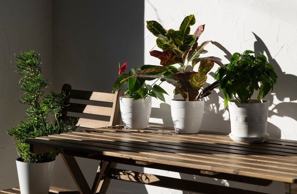 Cuál es la planta que florece en invierno y es ideal para tener en el balcón