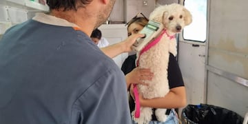 Ushuaia: el programa “Zoonosis más cerca” atendió a casi 300 animales en enero