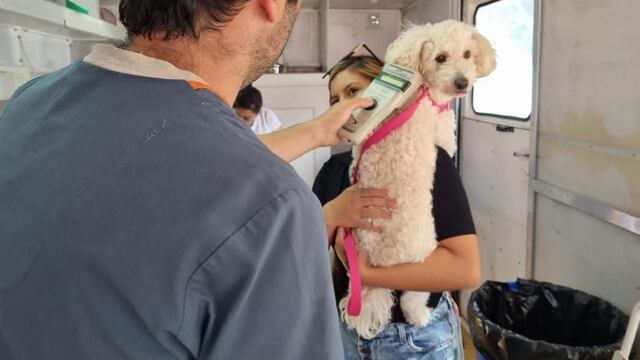 Ushuaia: el programa “Zoonosis más cerca” atendió a casi 300 animales en enero