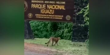 Filman a un puma en cercanías de las Cataratas del Iguazú.