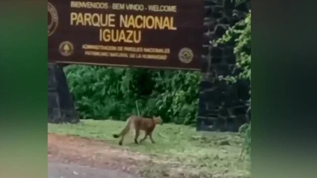 Filman a un puma en cercanías de las Cataratas del Iguazú.