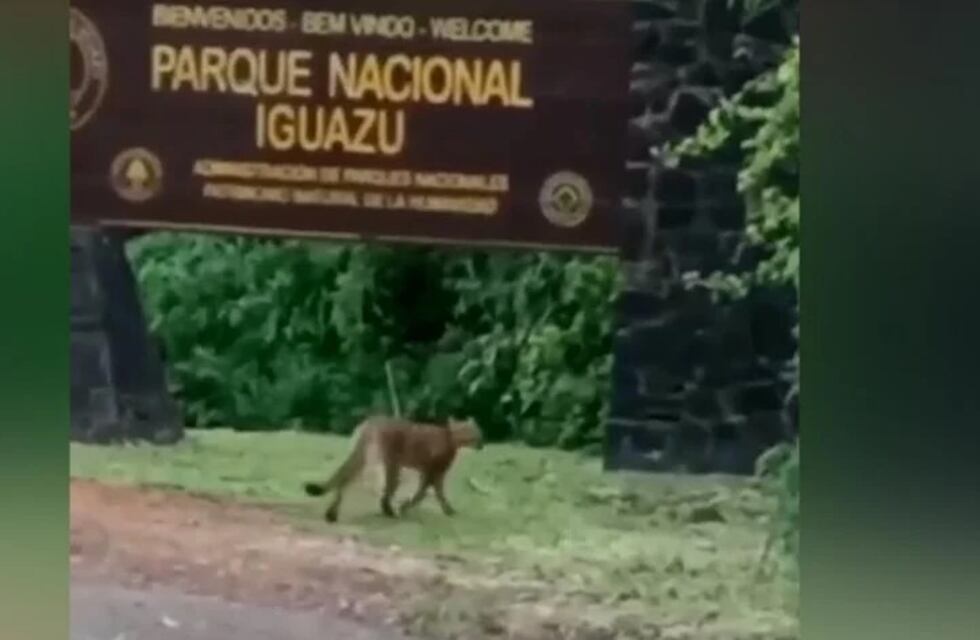 Filman a un puma en cercanías de las Cataratas del Iguazú