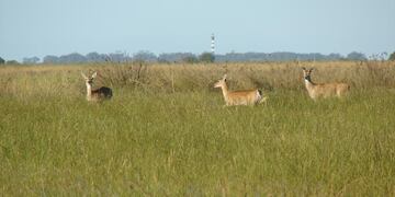 Venados de las pampas