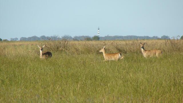 Venados de las pampas