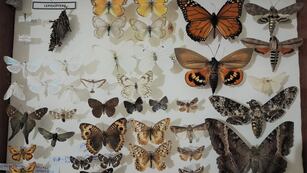 Muestra de insectos