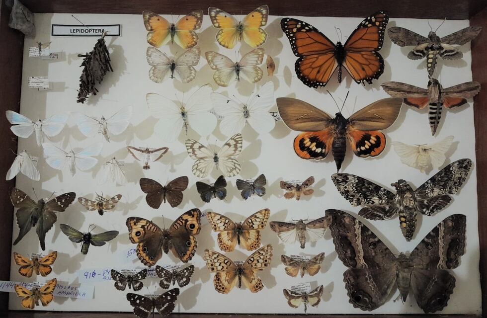 Muestra sobre el fascinante mundo de los insectos