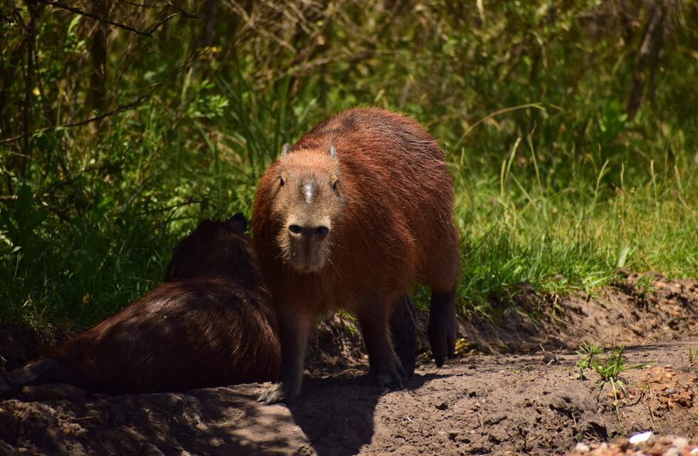 Despidieron al director de Recursos Naturales de Corrientes por autorizar la caza de 200 carpinchos