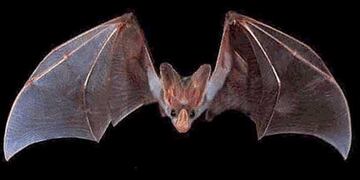 Dos nuevos murciélagos con rabia en Tres Arroyos