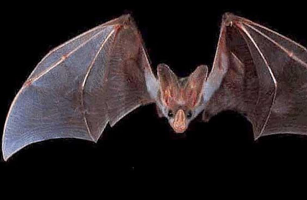 Dos nuevos murciélagos con rabia en Tres Arroyos