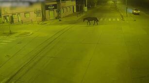 Caballos sueltos en Rafaela