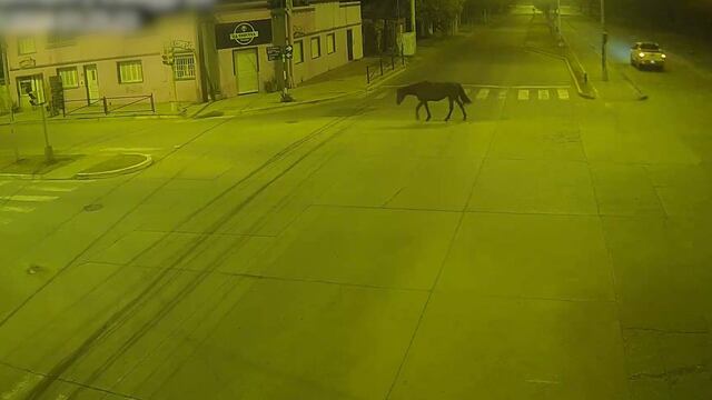 Caballos sueltos en Rafaela