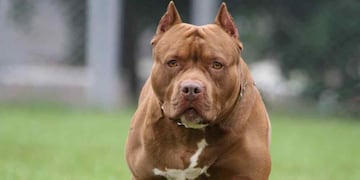 Un perro de cruza pitbull atacó a una nena de 2 años en Chubut.