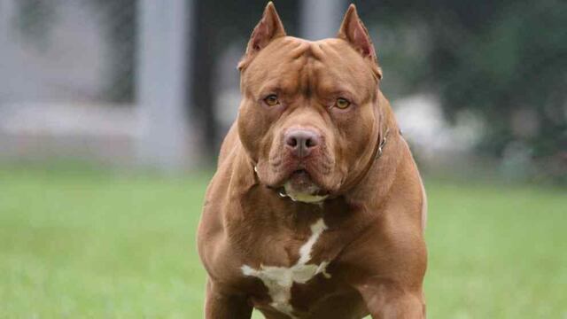Un perro de cruza pitbull atacó a una nena de 2 años en Chubut.