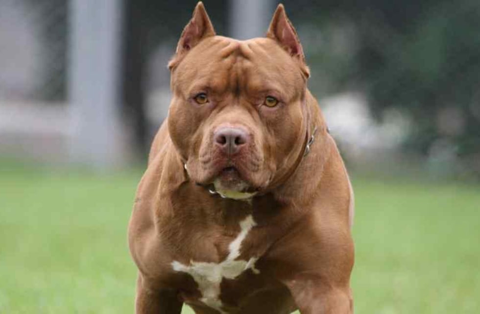 Un perro, con cruza pitbull, atacó a una nena de 2 años en Chubut y debió ser internada