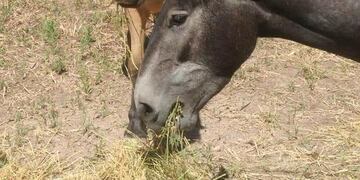 Asociación Pempa ofrece recompensa por datos certeros y recuperación de los equinos.
