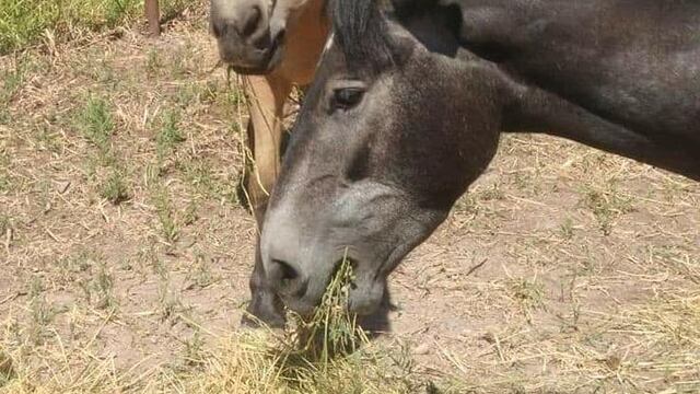 Asociación Pempa ofrece recompensa por datos certeros y recuperación de los equinos.