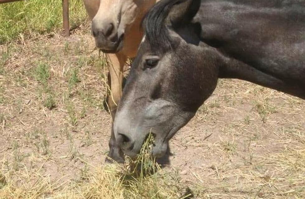 Dos caballos robados de Luján: ofrecen recompensa de $25 mil
