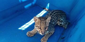 El animal tuvo una evolución favorable.