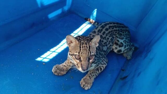 El animal tuvo una evolución favorable.