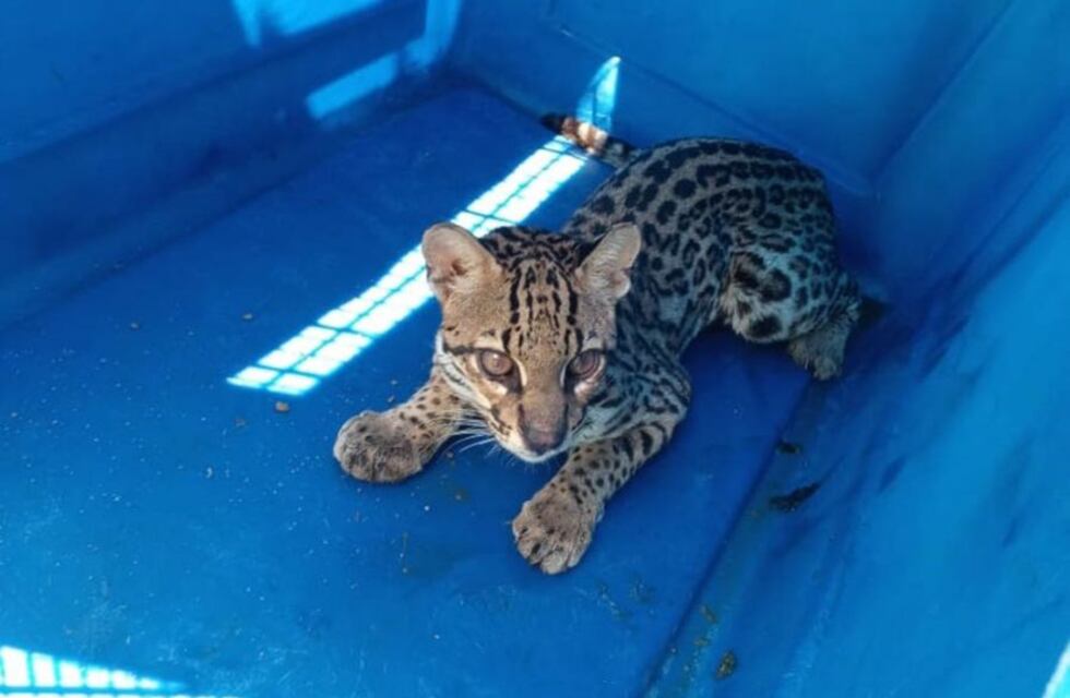 El ocelote atropellado en Orán fue liberado en su hábitat natural