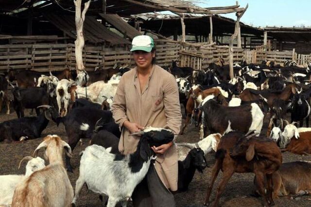 Mendoza, San Juan y San Luis buscan mejorar la producción caprina en la región mediante la implementación de biotecnología. Gentileza Los Andes