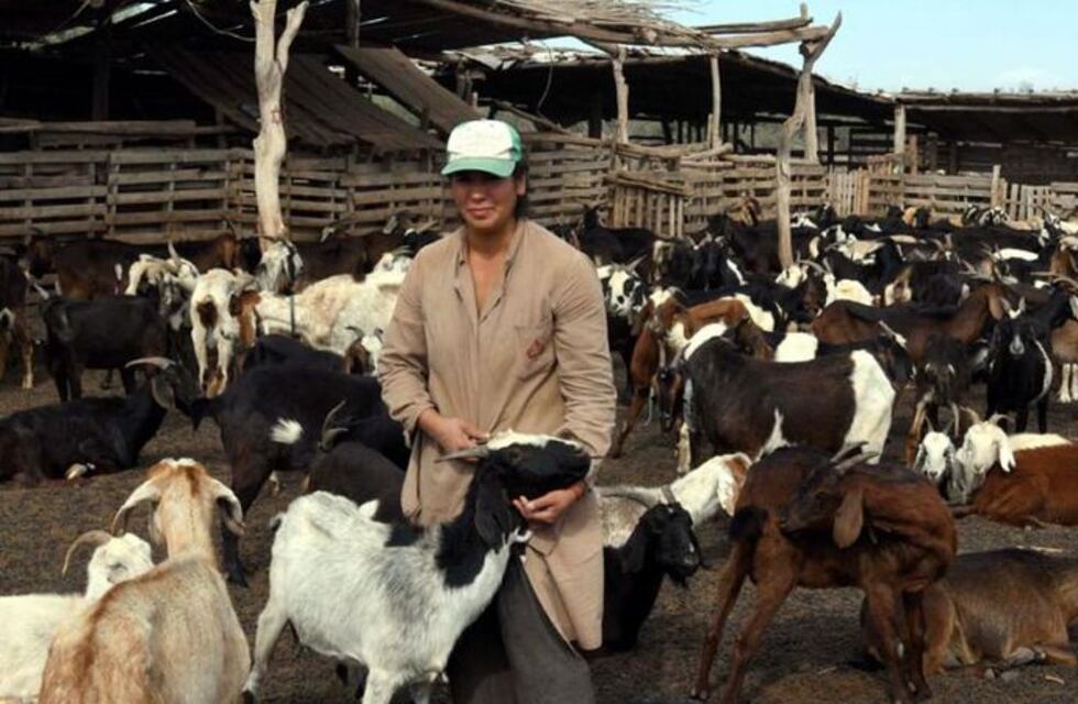 Mendoza, San Juan y San Luis avanzan de manera conjunta en el desarrollo de la producción caprina