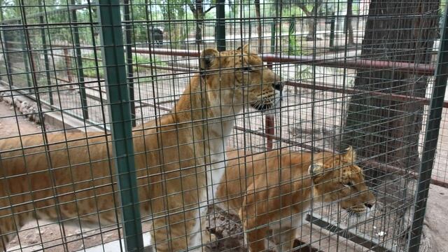 Las ligresas de La Rioja por emprender viaje a Entre Ríos y comenzar una nueva vida.