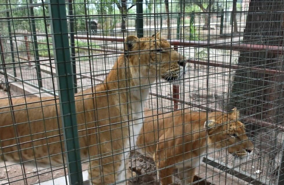 Cómo fue el traslado de Gina y Xelem, las dos ligresas que estaban en cautiverio en La Rioja