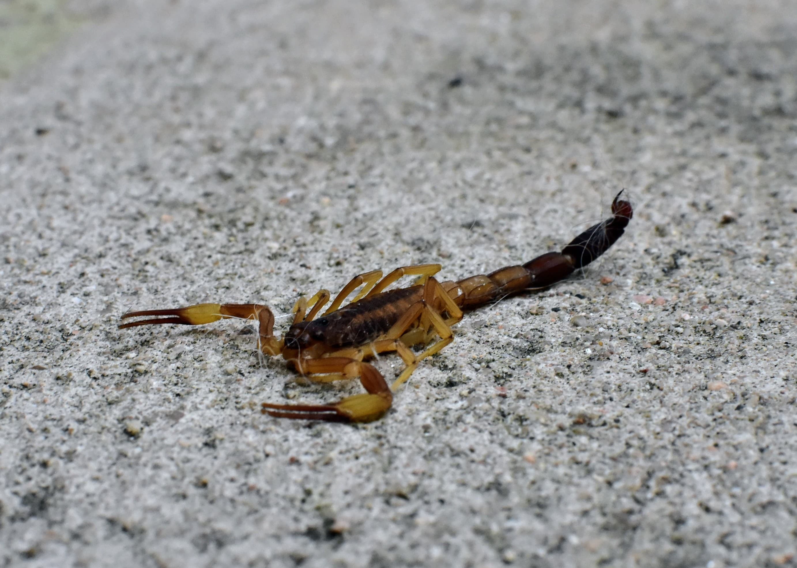 Plantas aromáticas como lavanda, ruda o romero ayudan a ahuyentar plagas y sumar protección natural en el jardín.